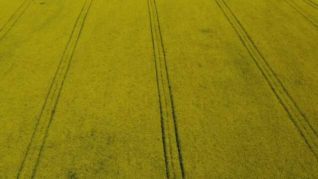 Yellow canola field. Field of blooming rapeseed aerial view. Farm tractor cultivates the field with fertilizer. Yellow rapeseed flowers and sky with clouds above them. Shot by a drone. 4K