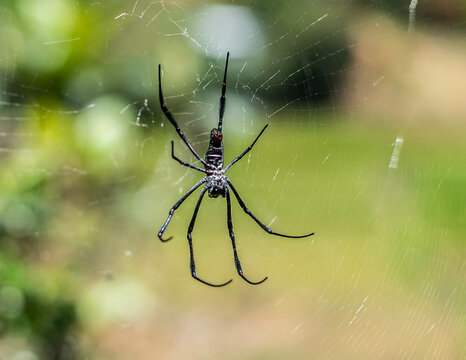 Spider in the garden 