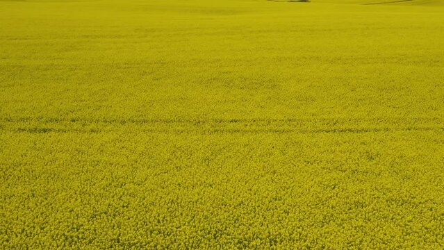 Yellow canola field. Field of blooming rapeseed aerial view. Farm tractor cultivates the field with fertilizer. Yellow rapeseed flowers and sky with clouds above them. Shot by a drone. 4K