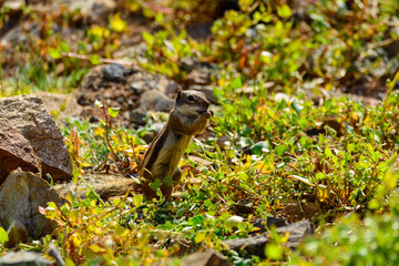 Chipmunk or barbary ground squirrel animal sits on dark lava stones on Fuerteventura, Canary Islands, Spain
