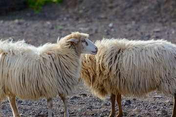 Shaggy rams walking on ploughed field on bio cheese farm on Fuerteventura, Canary Islands, Spain