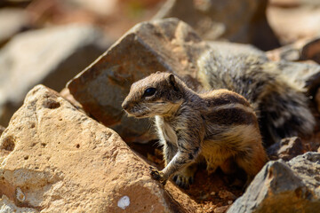 Chipmunk or barbary ground squirrel animal sits on dark lava stones on Fuerteventura, Canary Islands, Spain