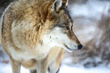 Gray wolf in the snow
