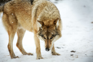Gray wolf in the snow