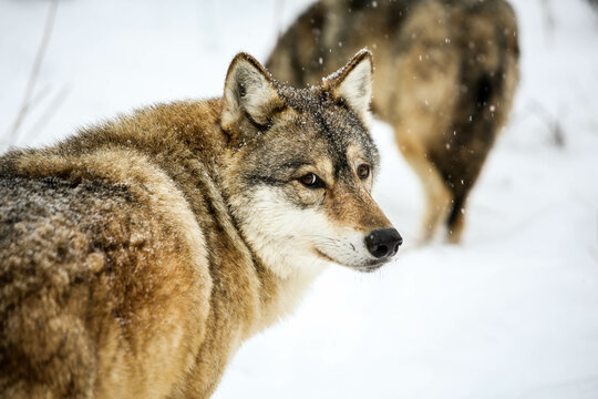 Gray wolf in the snow