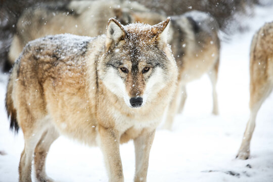 Gray wolf in the snow