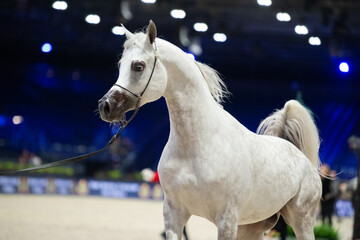 portrait of beautiful grey purebred arabian horse running at  manege at competition.