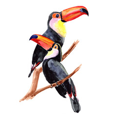 
Watercolor toucan isolated on white background.