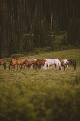 Obraz na płótnie Canvas herd of horses in the meadow
