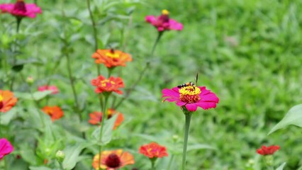 Flowers and green leafs in nature waving slowly in natural wind - Powered by Adobe