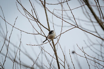 Long-tailed tit on a branch in winter.