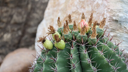 Closeup photo of the top part of a cactus plant, with flower buds growing on the tip of the cactus.
