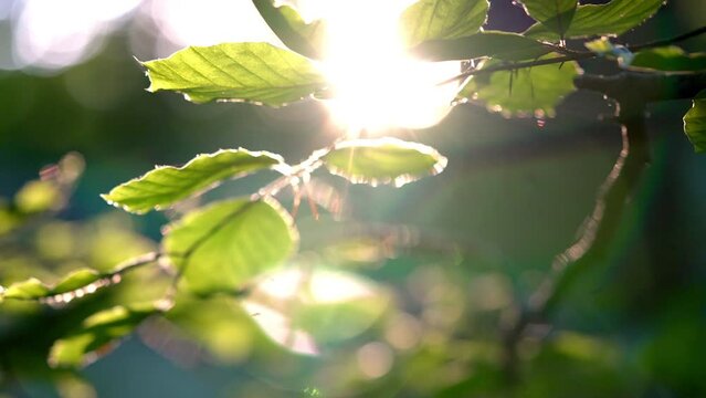 Sunlight Glowing Through Leaves Of Tree