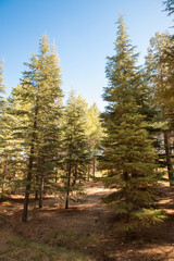autumn forest in the morning