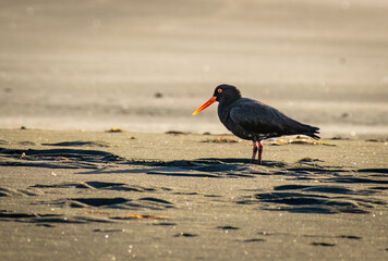 Oyster catcher in black sand at the beach