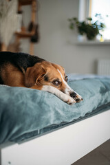 cute beagle dog is lying on the bed