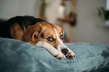 cute beagle dog is lying on the bed