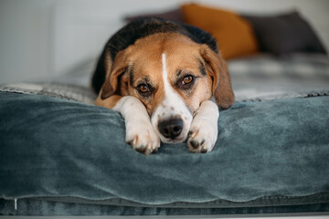 cute beagle dog is lying on the bed