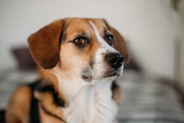 cute beagle dog is lying on the bed