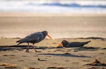 Oyster catcher in black sand at the beach