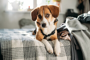 cute beagle dog is lying on the bed