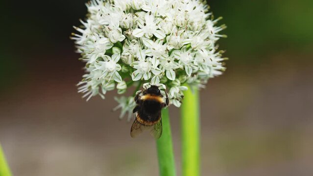 Bee On White Onion Flowers In Summer Garden