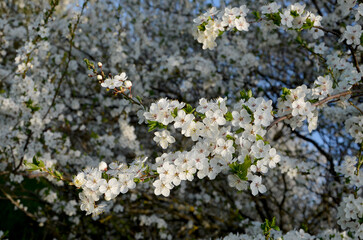 cherry blossom branches in the garden
