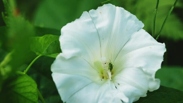 Green Cricket On Bindweed Flower In Garden