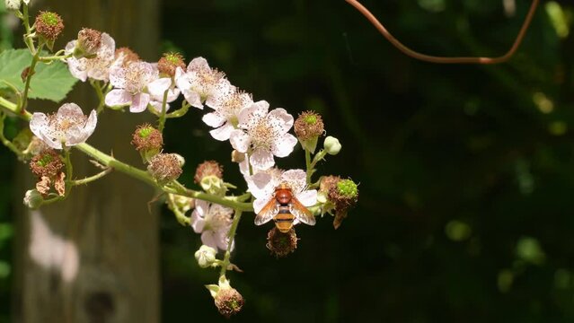 Bee Pollinating Hawthorn Flower In Summer