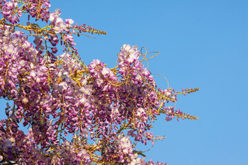 Beautiful flowered wisteria against sky on sunny spring day