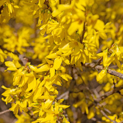 Blühende Forsythien, Forsythia, im Frühling