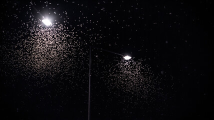 Street Light and Mayfly flying