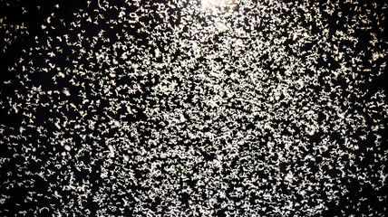 Background with Many Mayfly Insects in the night.