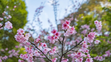 沖縄で日本一早く開花し始めたピンク色の寒緋桜の花	