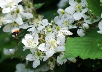 Blackberry blossoms. Spring, bumblebee collects pollen