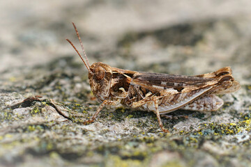 Closeup of Jago's Grasshopperr, Dociostaurus jagoi sitting on a stone