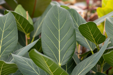 Ficus benghalensis “Audrey”. This plant originally comes from the tropics of India. It is a...