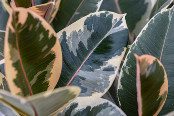 Ficus elastica “Tineke”. Ficus elastica 'Tineke' has cream leaf margins and lighter and darker...