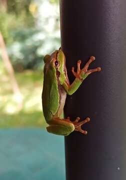 Little green frog