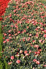 red and yellow flowers