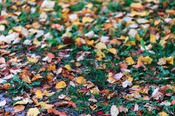 Obraz premium Multi-colored autumn foliage lies on the grass close-up.