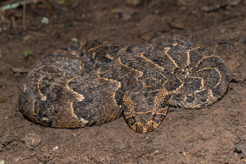 Puff adder (Bitis arietans)