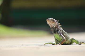 Iguana