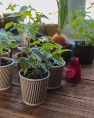 seedlings of hot and sweet peppers in different cups close-up selective focus, pepper cultivation, vegetable garden