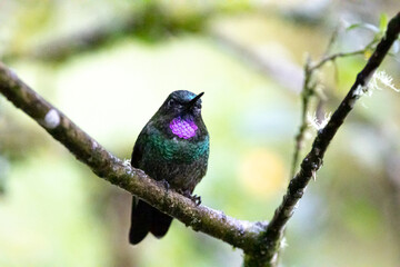 Colibrí. Maravillosos colores y formas