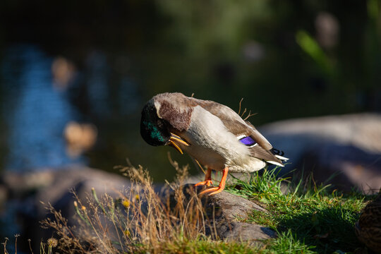 Male mallard ducks in the green grass. Brown duck cleaning feathers. Waterfowl bird close up. Cute funny birds