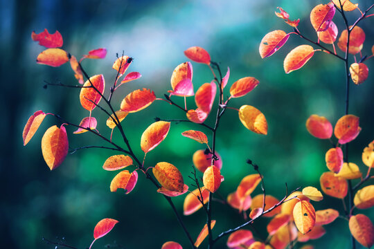 Bright yellow and red leaves on a green background. Amelanchier or serviceberry shrub. Beautiful fairy wallpaper. Autumn vivid natural background. Autumn concept design