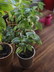 seedlings of hot and sweet peppers in different cups close-up selective focus, pepper cultivation, vegetable garden