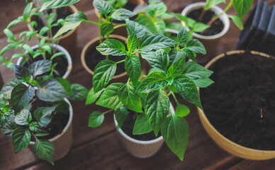 seedlings of hot and sweet peppers in different cups close-up selective focus, pepper cultivation, vegetable garden