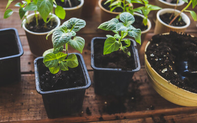 seedlings of hot and sweet peppers in different cups close-up selective focus, pepper cultivation, vegetable garden